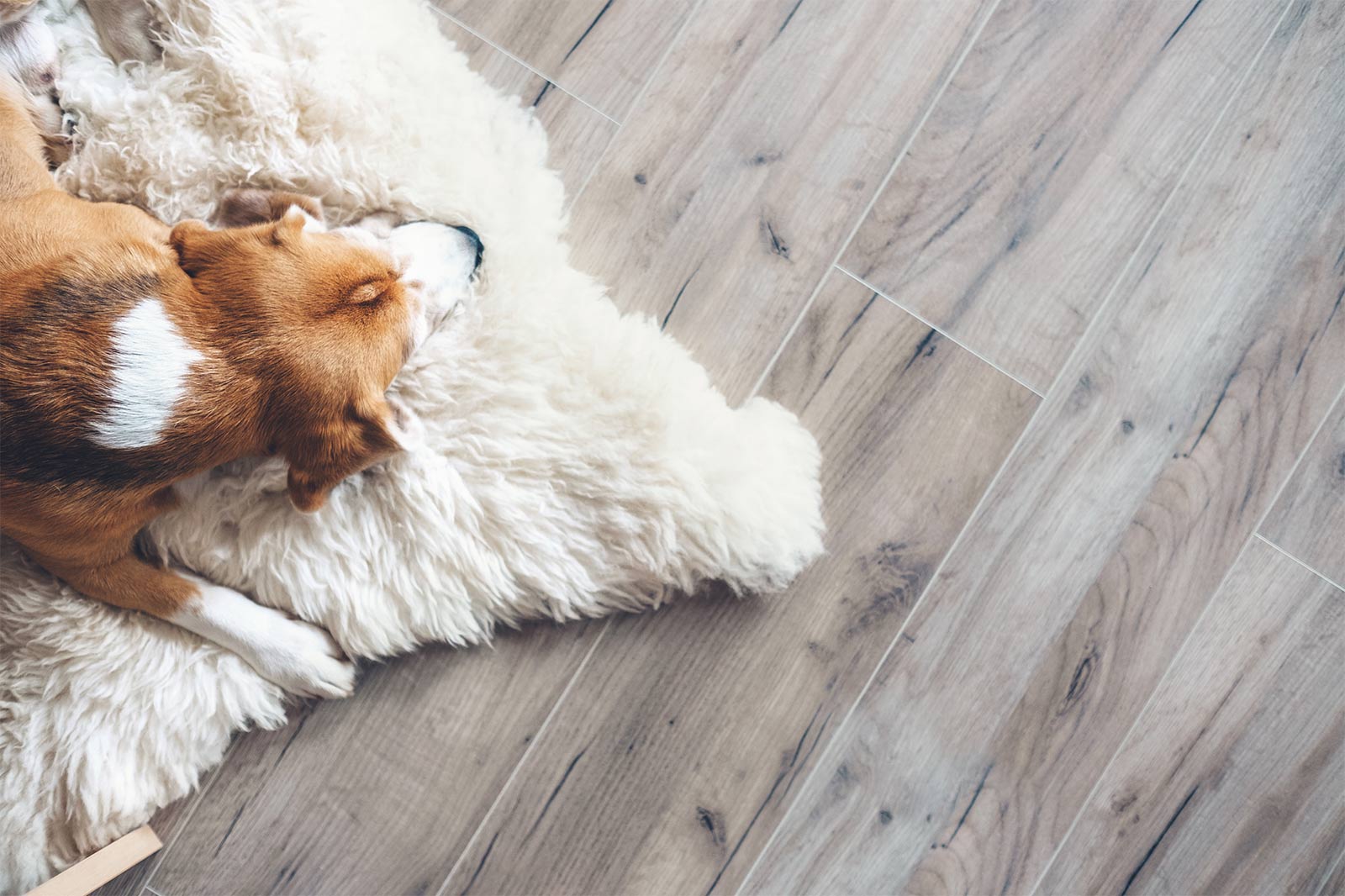 Great Southeast Flooring America Room Scene dog lying on bed with ceramic tile wood-look floor