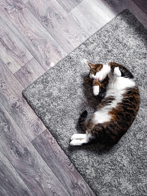 Cat on Rug